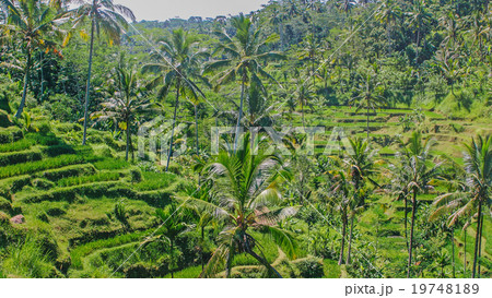 バリ島の田園風景 バリ島の田園風景 19748189