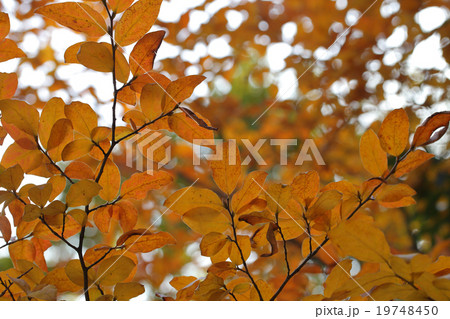 ヤマコウバシの紅葉 19748450