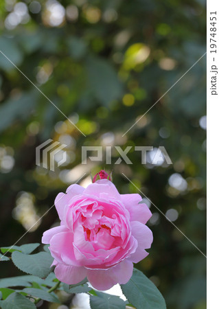 メアリー ローズ・バラの花と木漏れ日 19748451