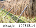 はざがけ2 19756314