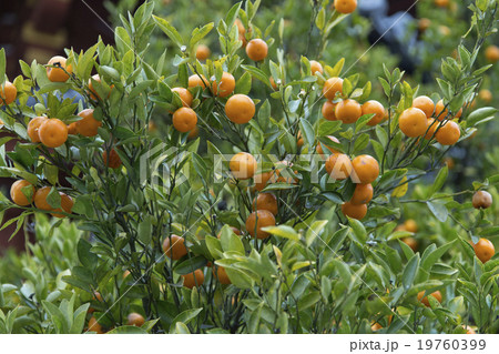 橘の実 19760399