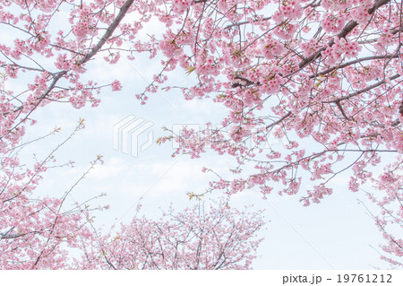 桜咲く　安行桜 19761212