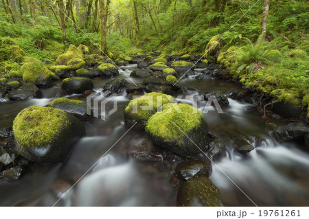 River flowing through green forest 19761261
