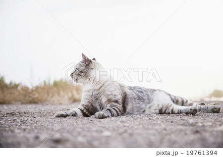 Portrait of cat lying down Portrait of cat lying down 19761394