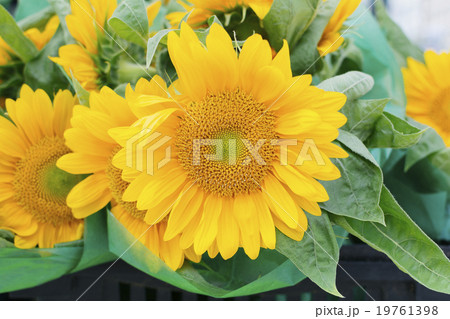 Close up of sunflower head 19761398