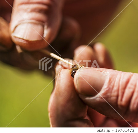 Beekeeper holding honey bee 19761472