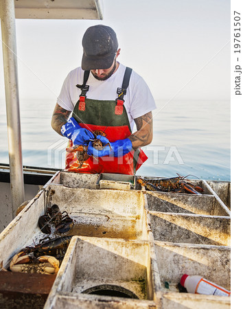 Fisherman measuring lobster Fisherman measuring lobster 19761507