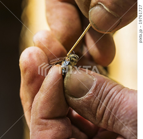 Beekeeper taking off mite (Varroa mites) from honey bee 19761727