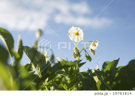 Close up of white flowers 19761814