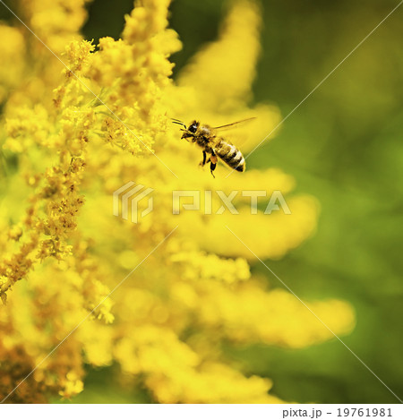 Honey bee flying to yellow flower 19761981