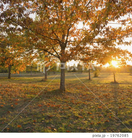 Autumnal trees at sunset 19762085