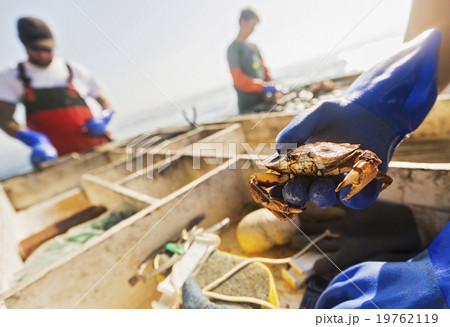 Man's hand holding crab with two fisherman working in background 19762119