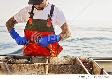 Fisherman putting rubber band on lobster Fisherman putting rubber band on lobster 19762208