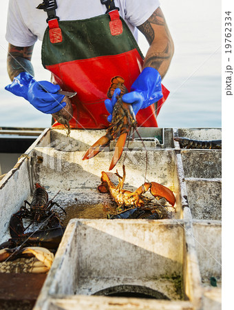 Fisherman measuring lobster 19762334