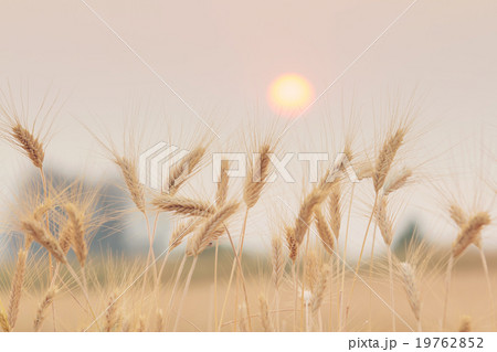 Bales in field and sunset Bales in field and sunset 19762852