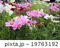 コスモス 19763192