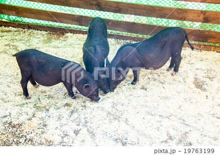Small, black piglet Small, black piglet 19763199