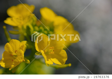 菜の花(クローズアップ) 菜の花(クローズアップ) 19763376