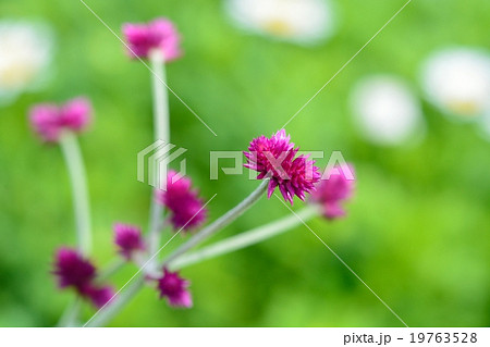 センニチコボウ 19763528