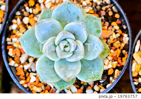 green cactus flower 19763757
