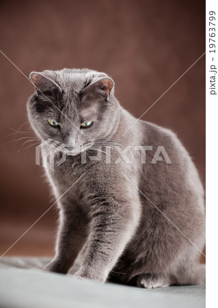 Russian Blue Cat, studio shot 19763799