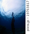 水中世界 19763817