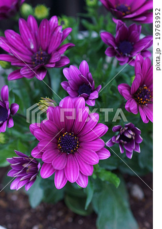 アフリカ金盞花 オステオスペルマムと呼ばれています。 アフリカ金盞花 オステオスペルマムと呼ばれています。 19763952