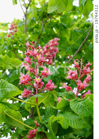 華麗なベニバナトチノキ 19764312