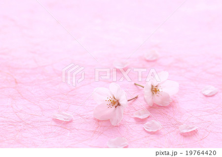 桜２・和紙P01 19764420