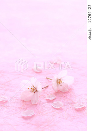 桜２・和紙Pタテ01 19764422