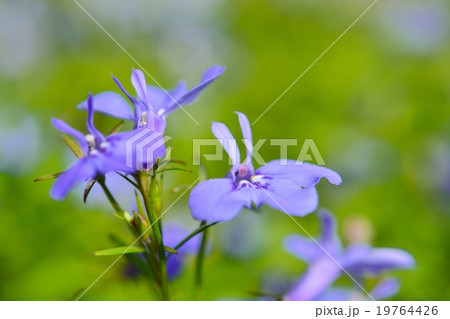 ロベリア 19764426