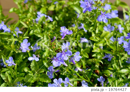 ロベリア 19764427