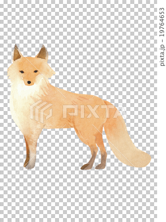 Hokkaido animal series Kita fox Hokkaido animal series Kita fox 19764653
