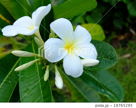 タヒチのティアレの花 19765295