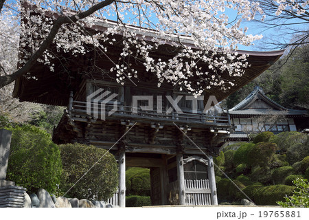 満開の桜 19765881