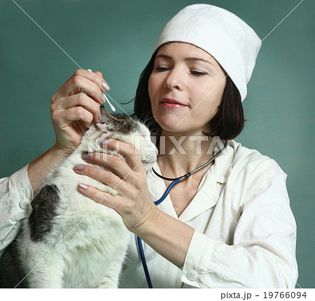 veterinarian woman examine siberian cat veterinarian woman examine siberian cat 19766094
