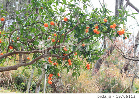 ウンシュウミカンの実 ウンシュウミカンの実 19766113