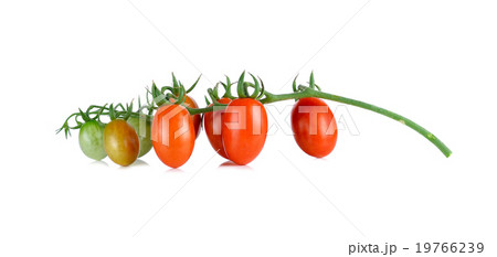 Fresh cherry tomatoes isolated on white background 19766239