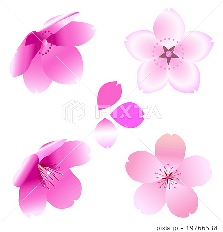 桜 ソメイヨシノ の花と花びらのイラスト素材