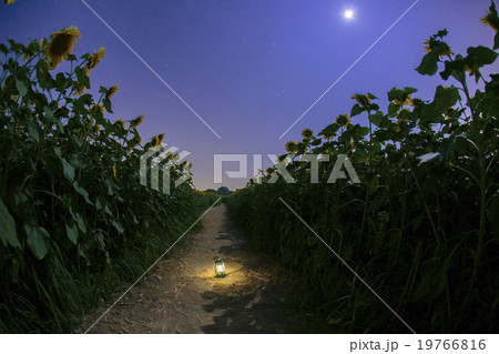 ひまわり畑とランタン 19766816