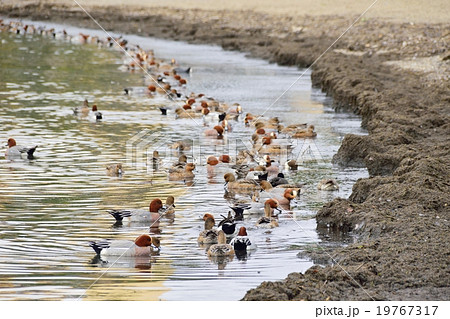 琵琶湖岸で越冬する冬の水鳥の写真素材 [19767317] - PIXTA
