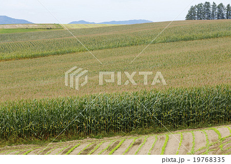 丘のまち美瑛 丘のまち美瑛 19768335