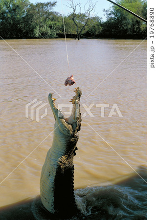 ジャンピング・クロコダイル 19768890