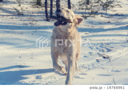 Retriever 19768961