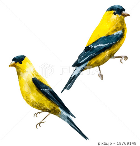 Watercolor vector american siskin bird 19769149