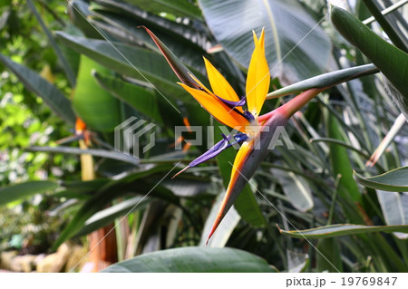 ストレリチア・レギネ　極楽鳥花 19769847