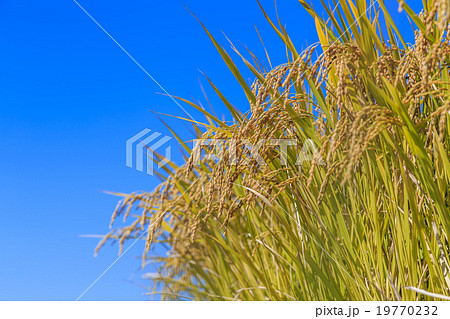 収穫の秋 19770232