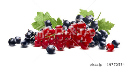 Red black currant berries branch isolated  19770534