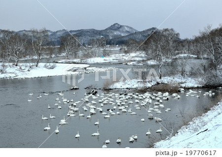 白鳥飛来地鶯野の風景 19770617