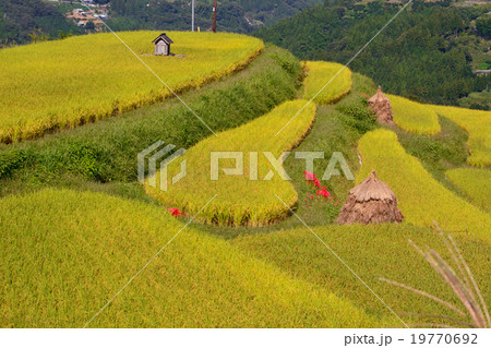 収穫前の八畝の棚田 19770692